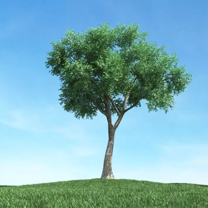 Green Leafy Tree 3D model_0