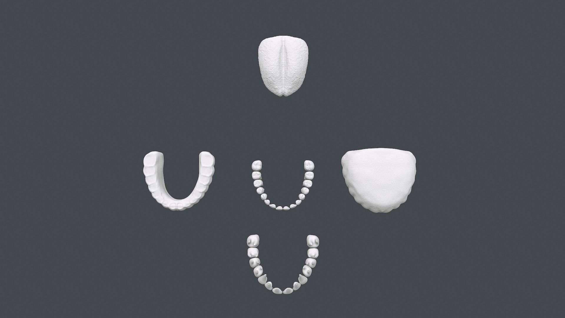 Monster Jaws 3D model_9