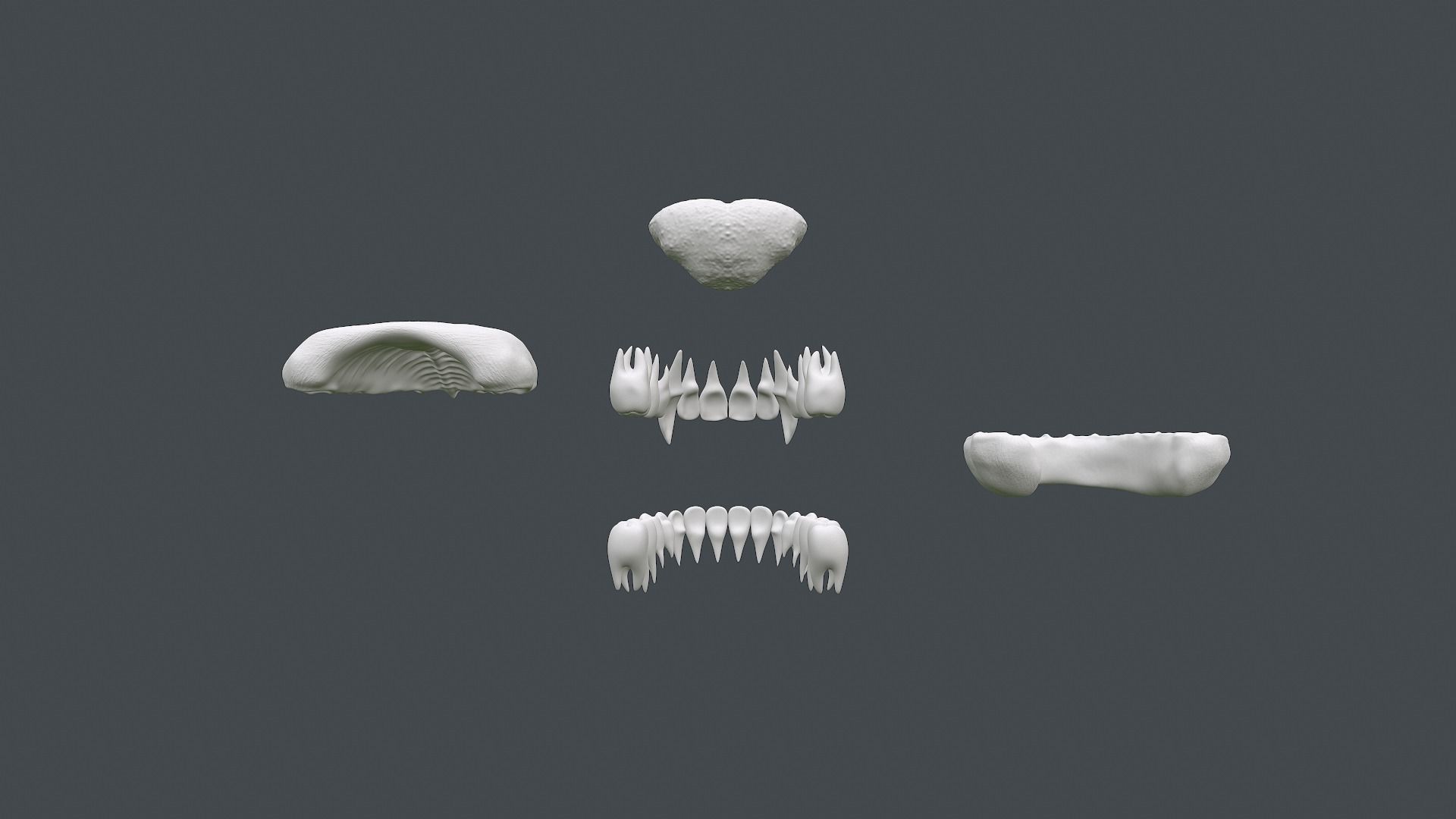 Monster Jaws 3D model_8