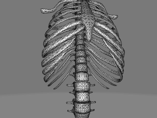 Backbone skeleton Low-poly 3D model_17