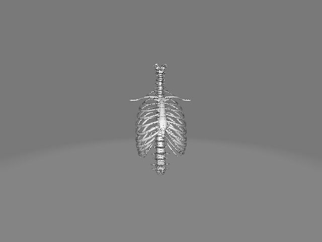 Backbone skeleton Low-poly 3D model_13