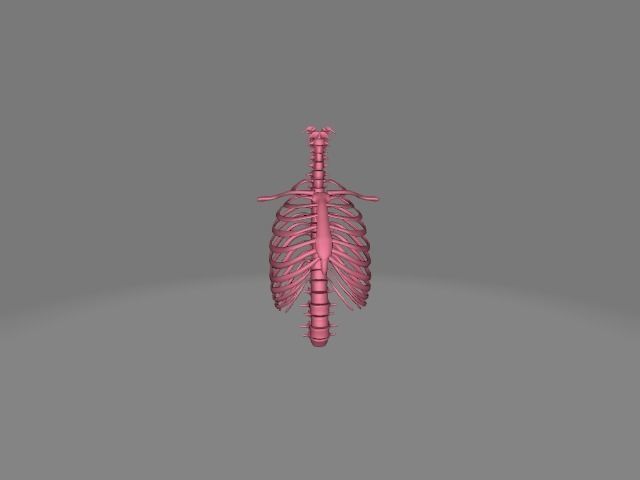 Backbone skeleton Low-poly 3D model_8