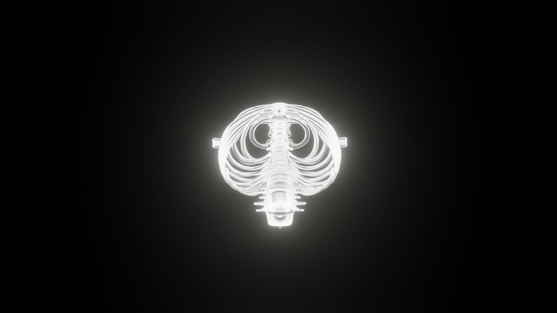 Backbone skeleton Low-poly 3D model_19