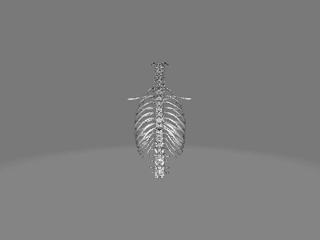 Backbone skeleton Low-poly 3D model_12