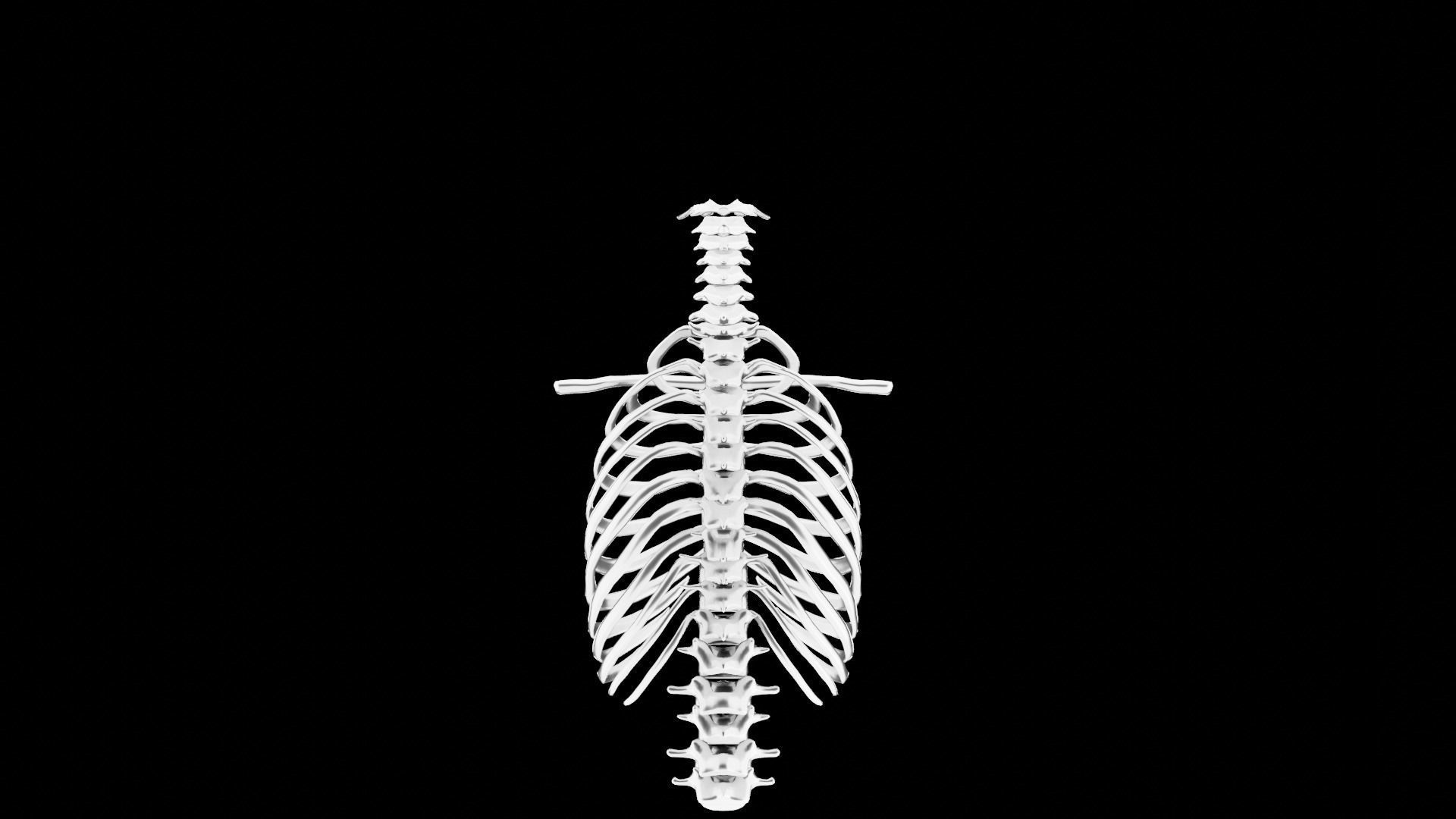 Backbone skeleton Low-poly 3D model_2