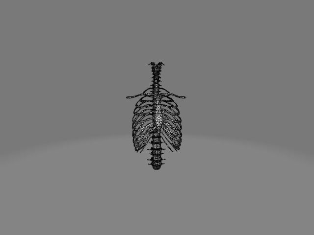 Backbone skeleton Low-poly 3D model_14