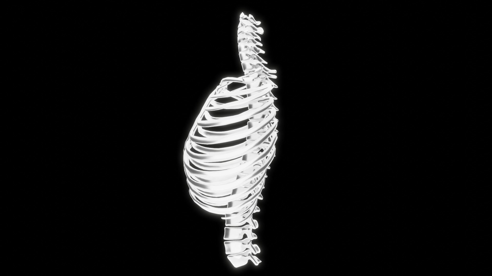 Backbone skeleton Low-poly 3D model_4