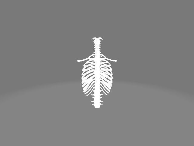 Backbone skeleton Low-poly 3D model_10