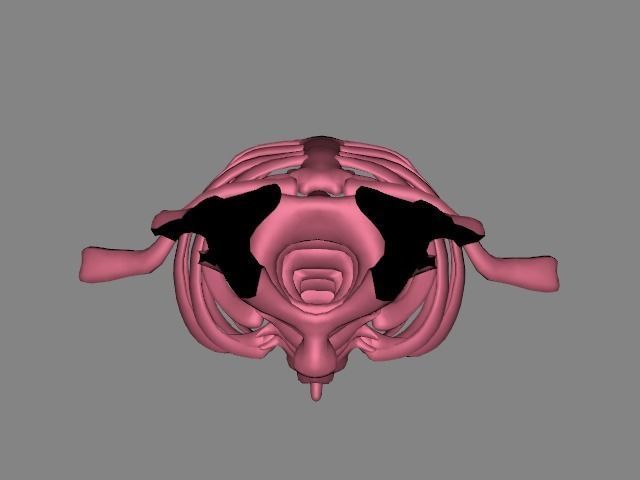 Backbone skeleton Low-poly 3D model_7