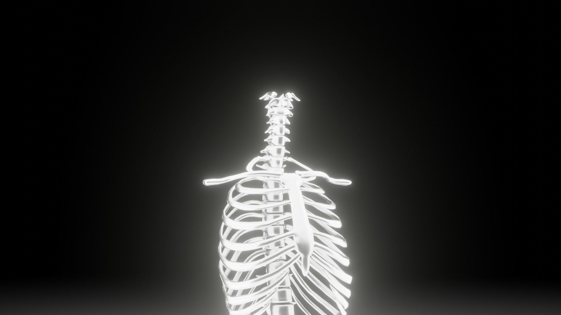 Backbone skeleton Low-poly 3D model_21