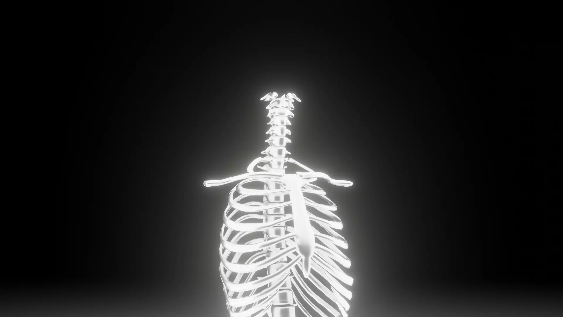 Backbone skeleton Low-poly 3D model_0