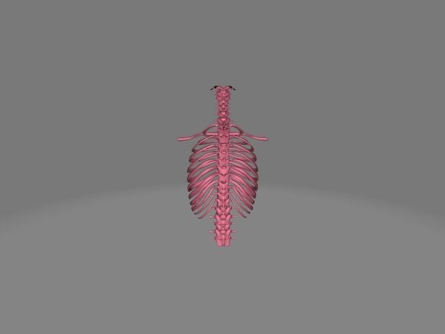 Backbone skeleton Low-poly 3D model_6