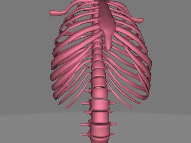 Backbone skeleton Low-poly 3D model_15
