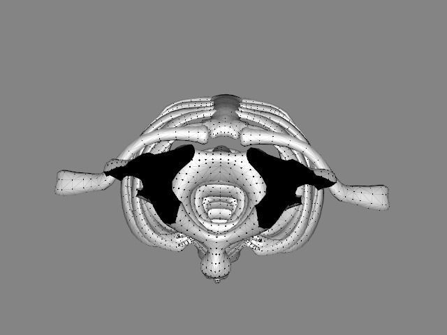 Backbone skeleton Low-poly 3D model_16