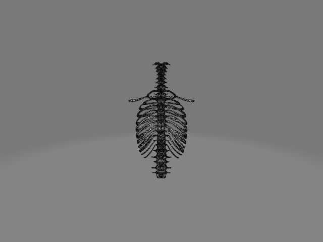 Backbone skeleton Low-poly 3D model_9