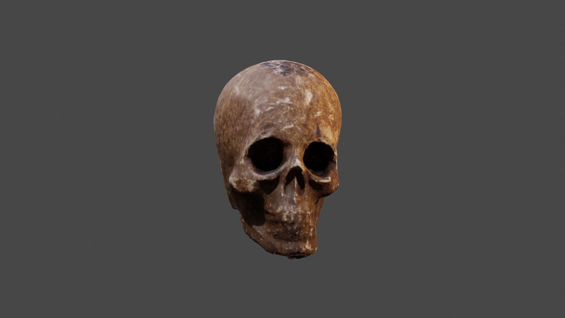 Realistic high resolution human Skulls 3D model_2