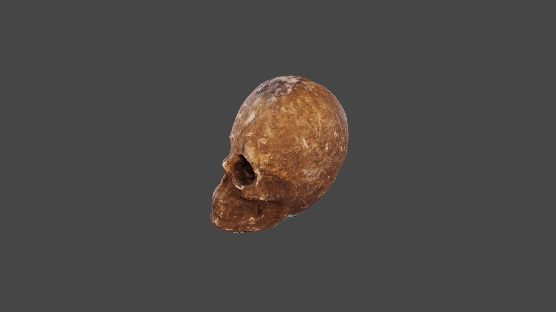 Realistic high resolution human Skulls 3D model_17
