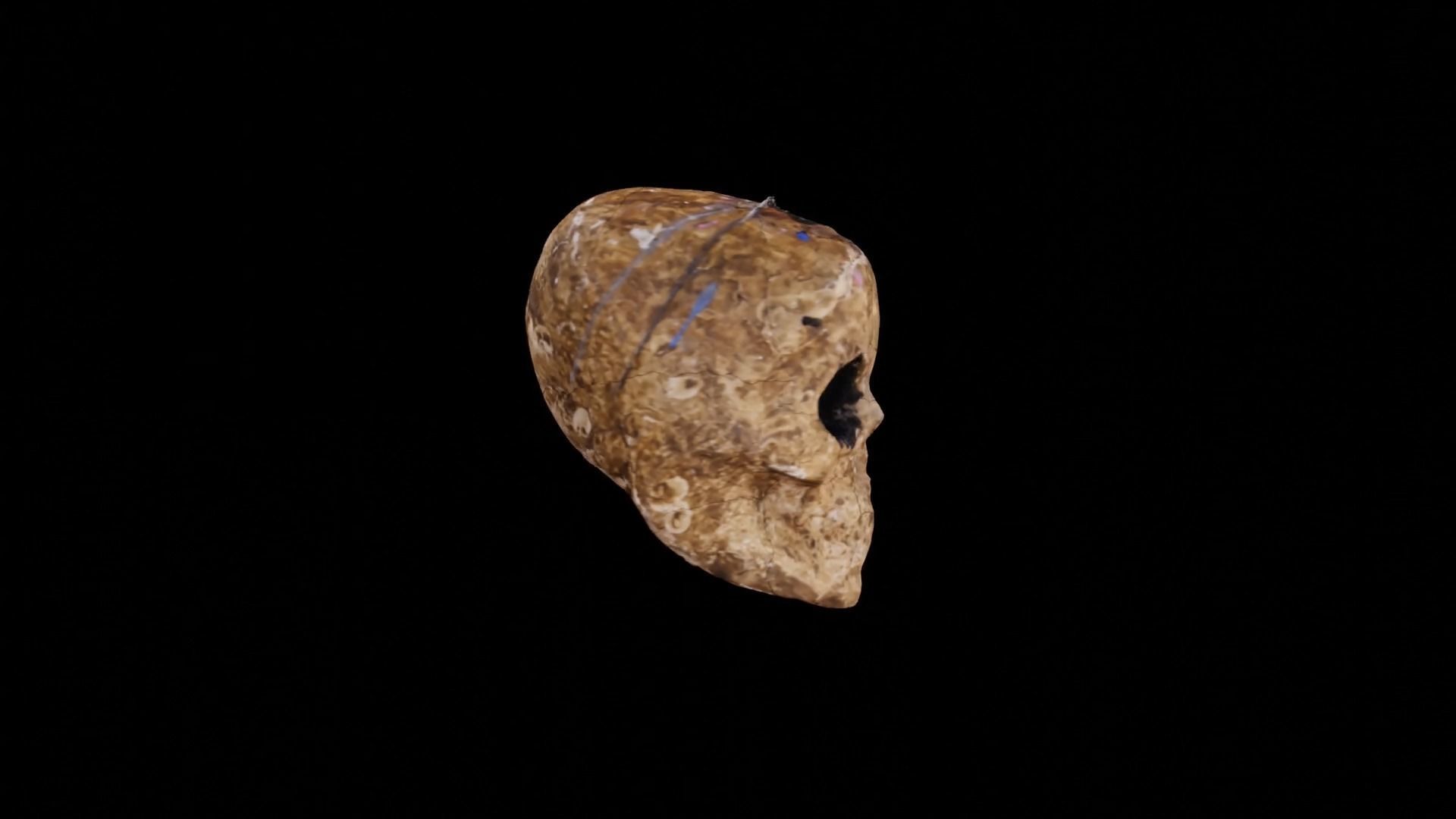 Realistic high resolution human Skulls 3D model_5