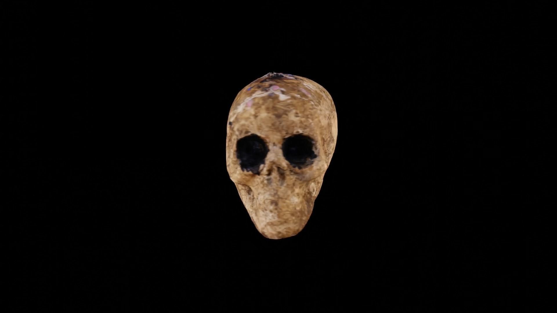 Realistic high resolution human Skulls 3D model_3