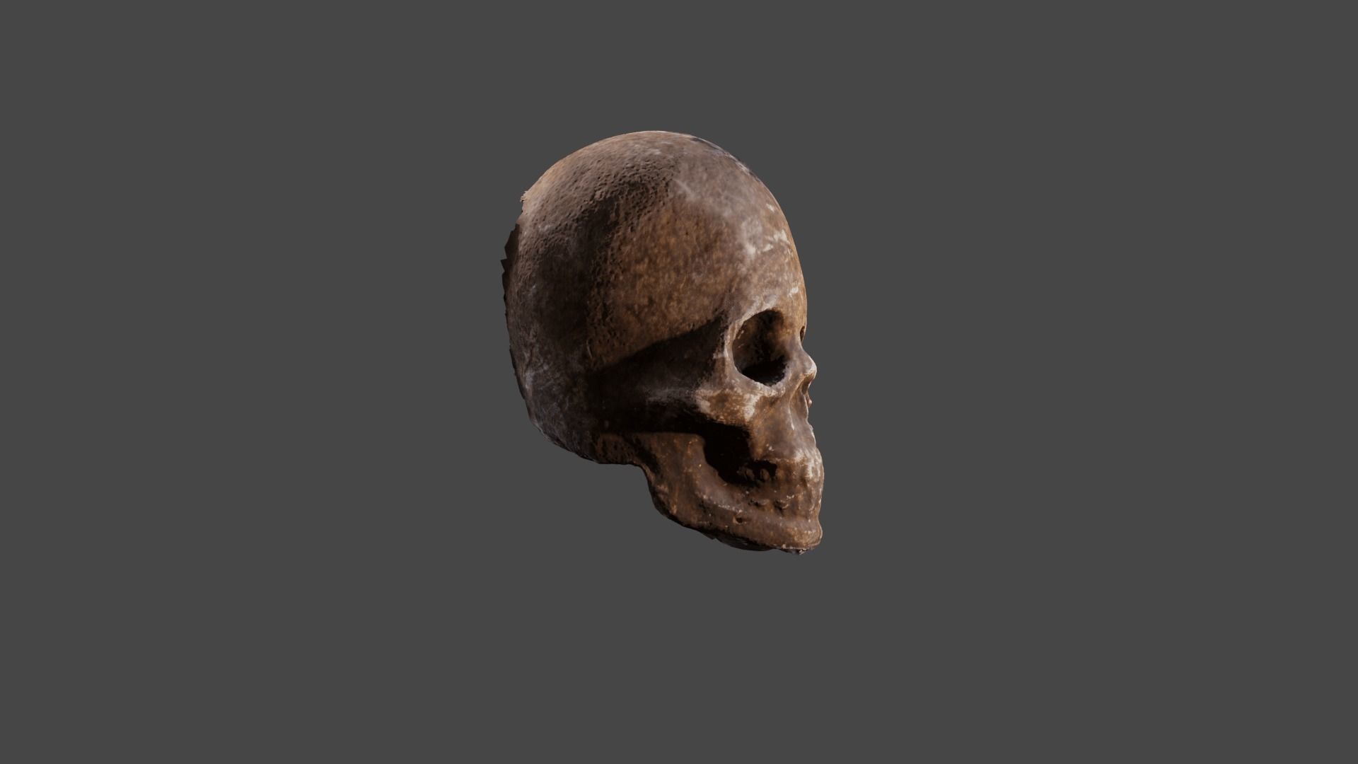 Realistic high resolution human Skulls 3D model_15