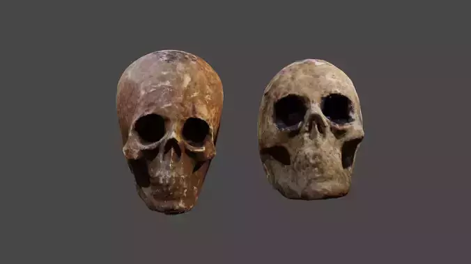 Realistic high resolution human Skulls
