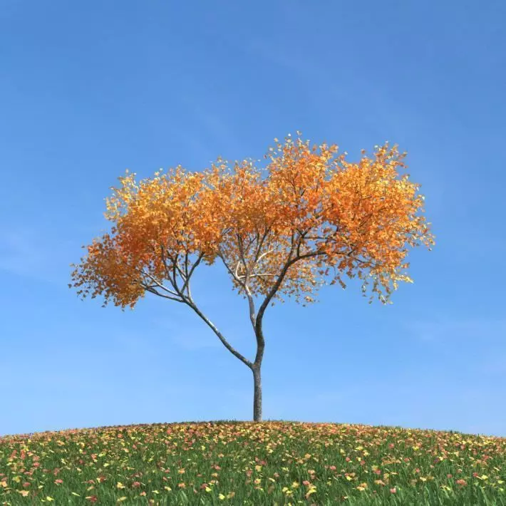 Autumn Leaf Tree 3D model_0
