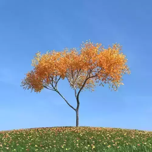 Autumn Leaf Tree