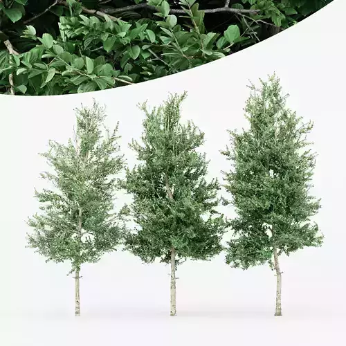 3 diffrent tree Carolina Buckthorn