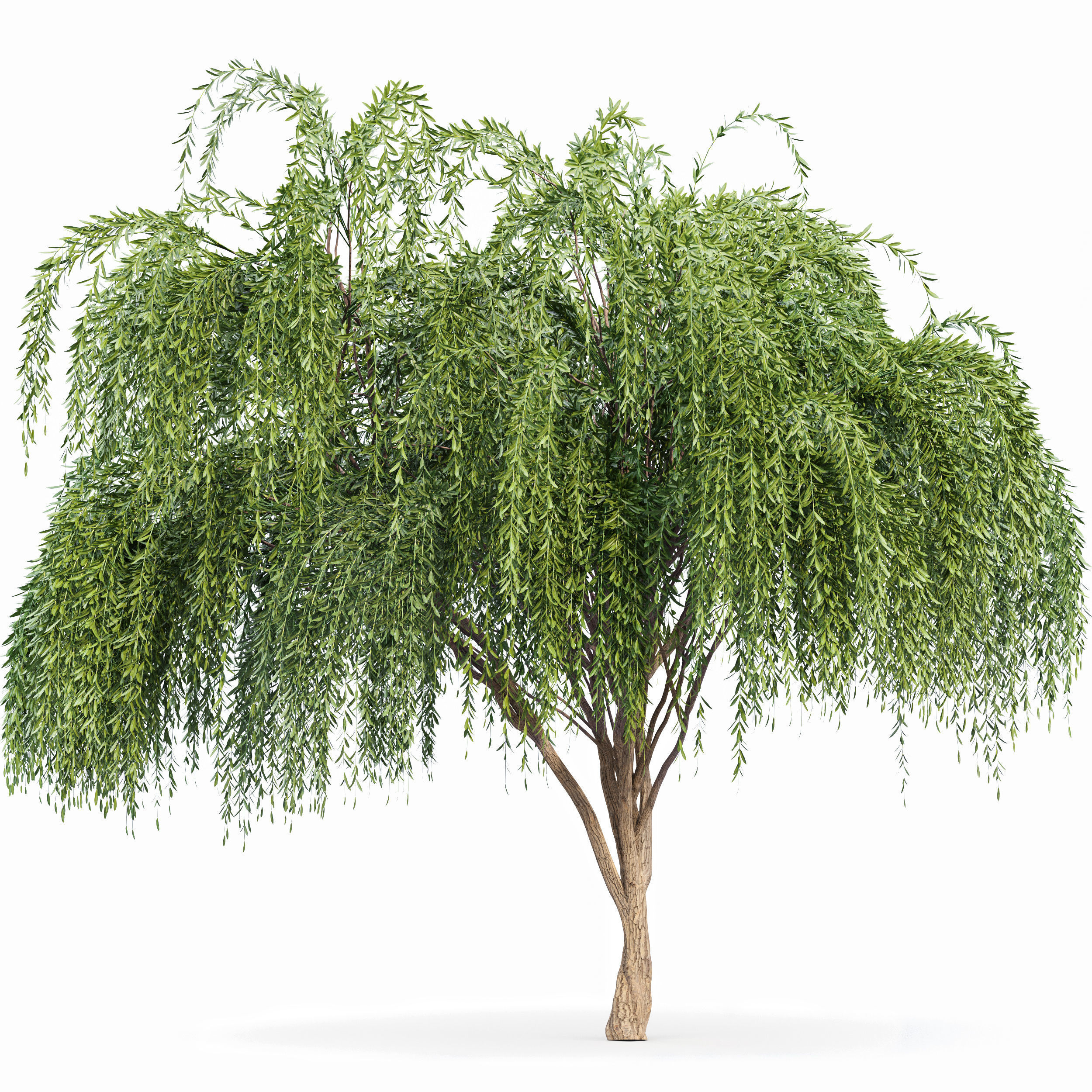 Weeping willow 2trees 3D model_1