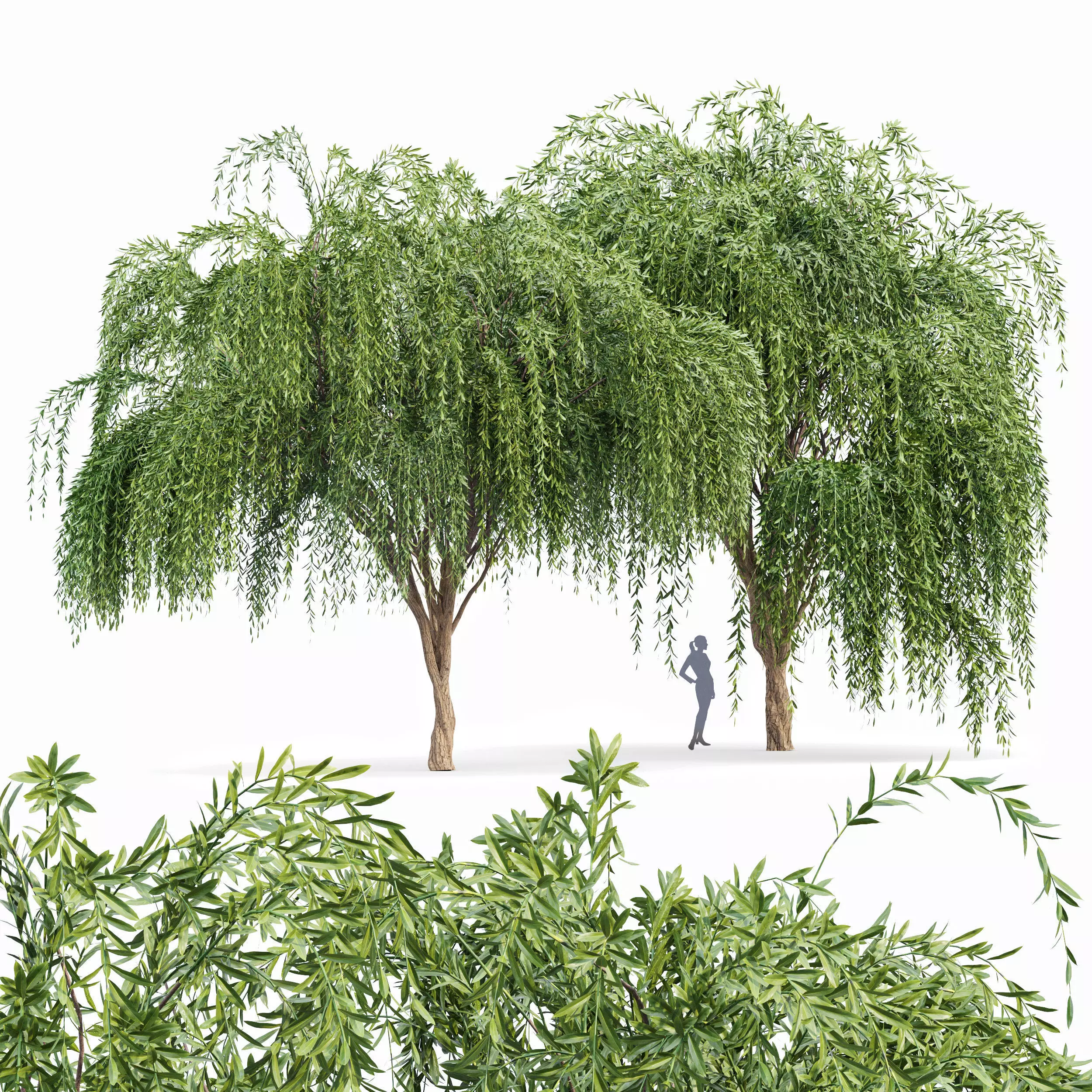 Weeping willow 2trees 3D model_0