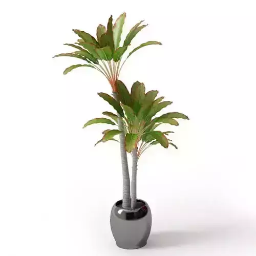 Leafy Palm Trees In A Pot