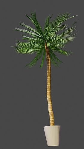 Palm tree Free 3D model