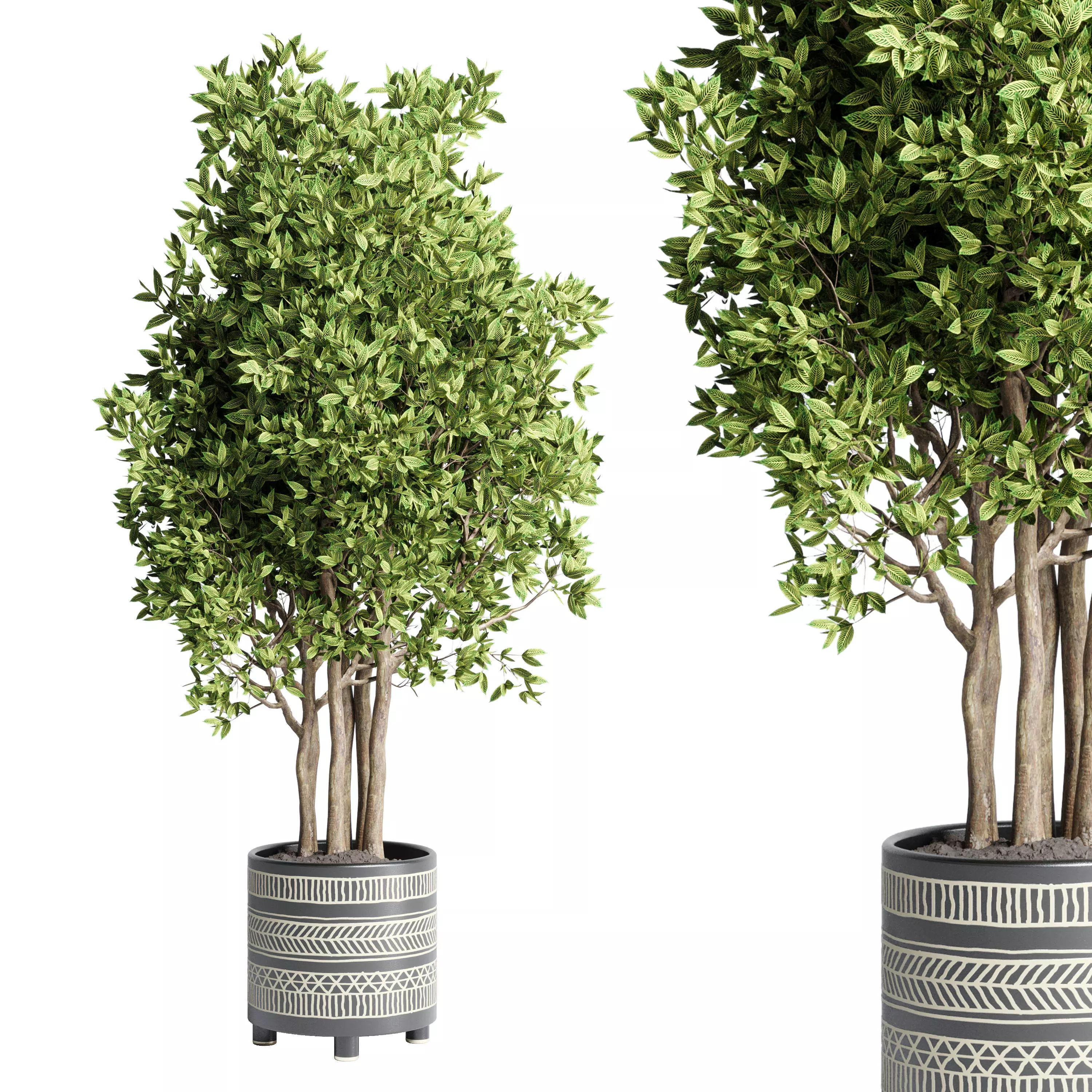 collection Indoor plant handmade pottery ficus benjamin tree 3D model