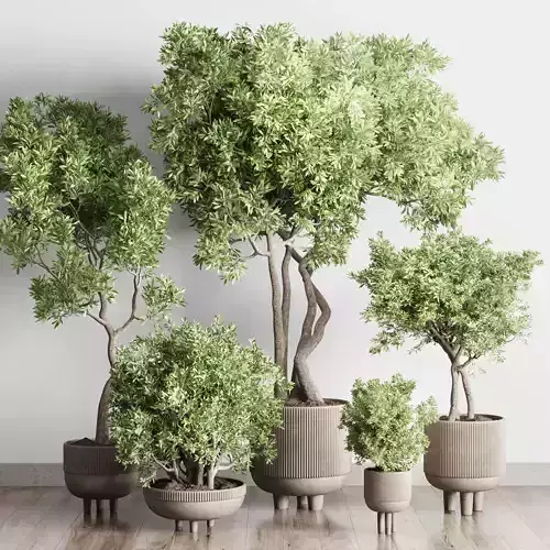 Collection Indoor Outdoor plant 118 vase concrete pot tree 