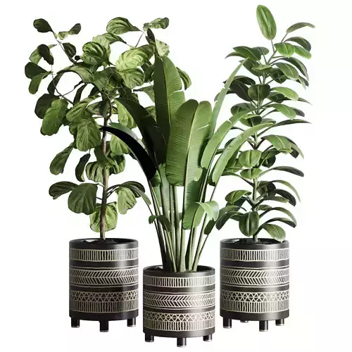Indoor plant 119  plant ravenala ficus rubbery ficus lyrata
