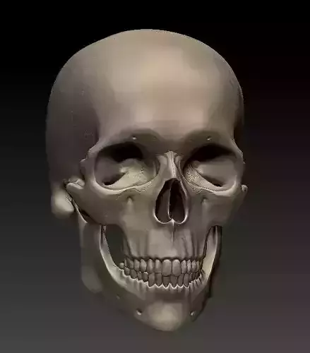 skull human 3D print model