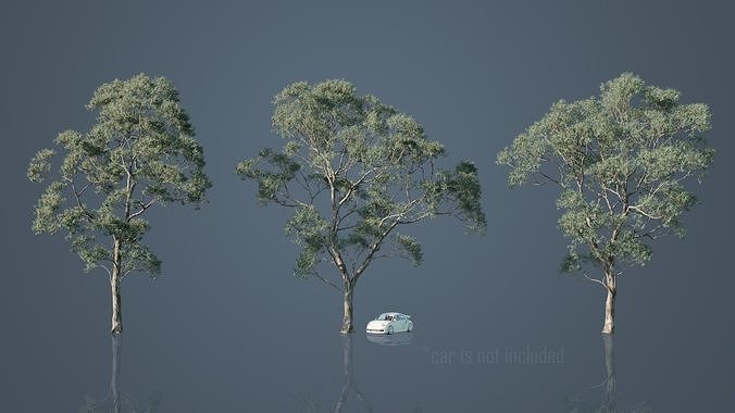 Eucalyptus Willow Trees Low-poly 3D model