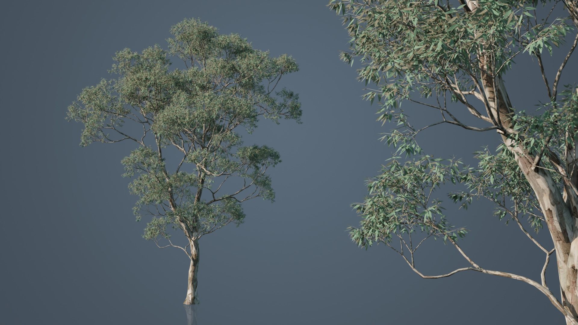 Eucalyptus Willow Trees Low-poly 3D model_3