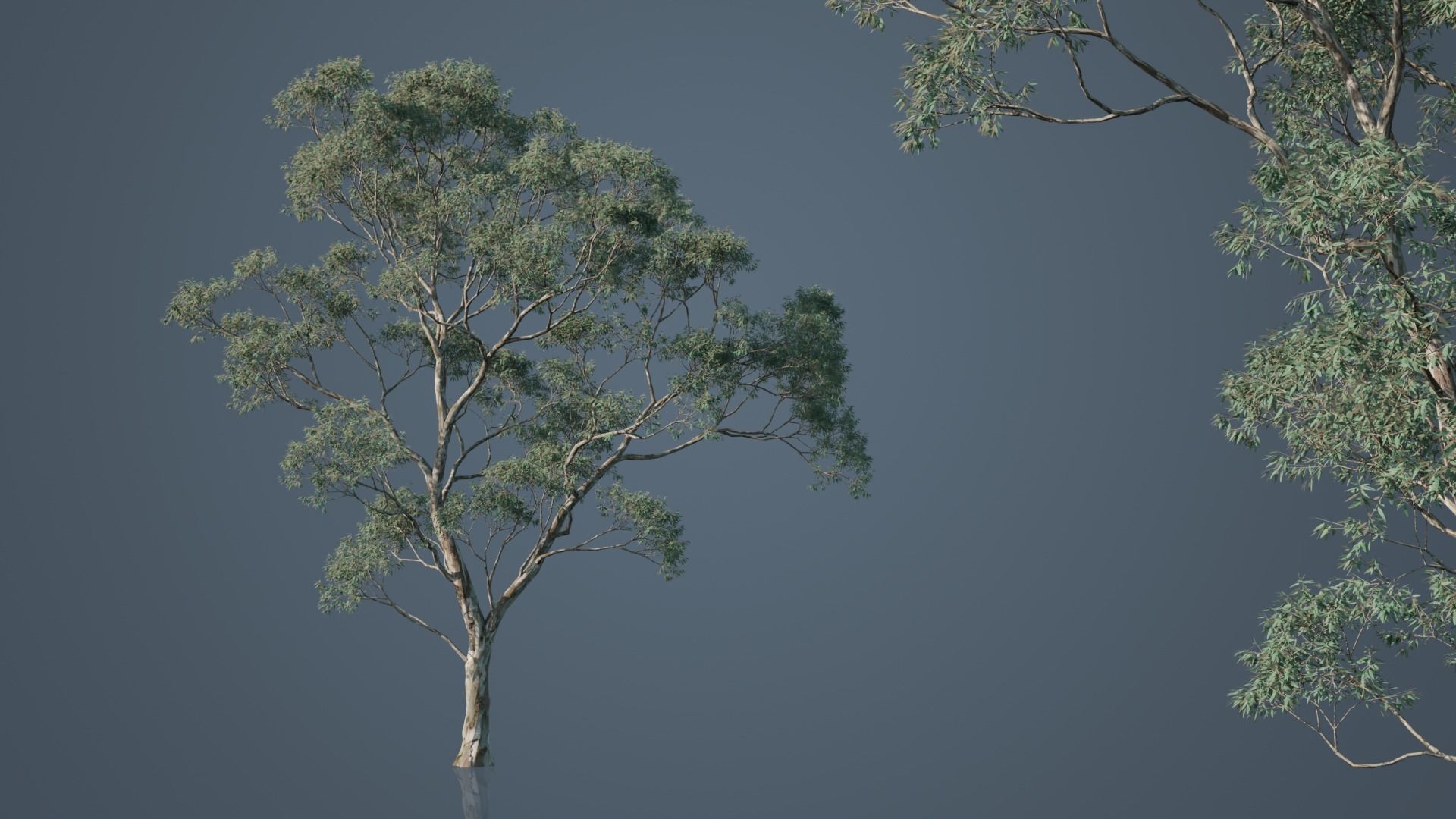 Eucalyptus Willow Trees Low-poly 3D model_1