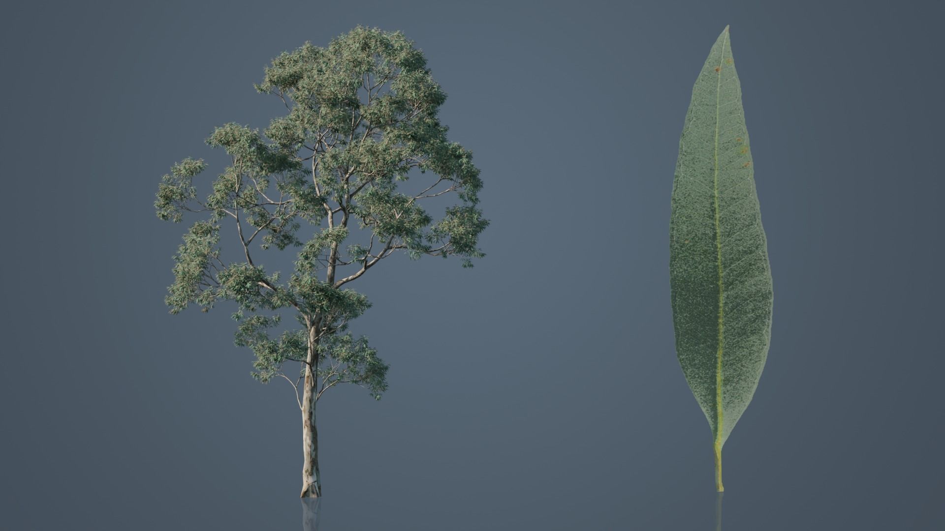 Eucalyptus Willow Trees Low-poly 3D model_2
