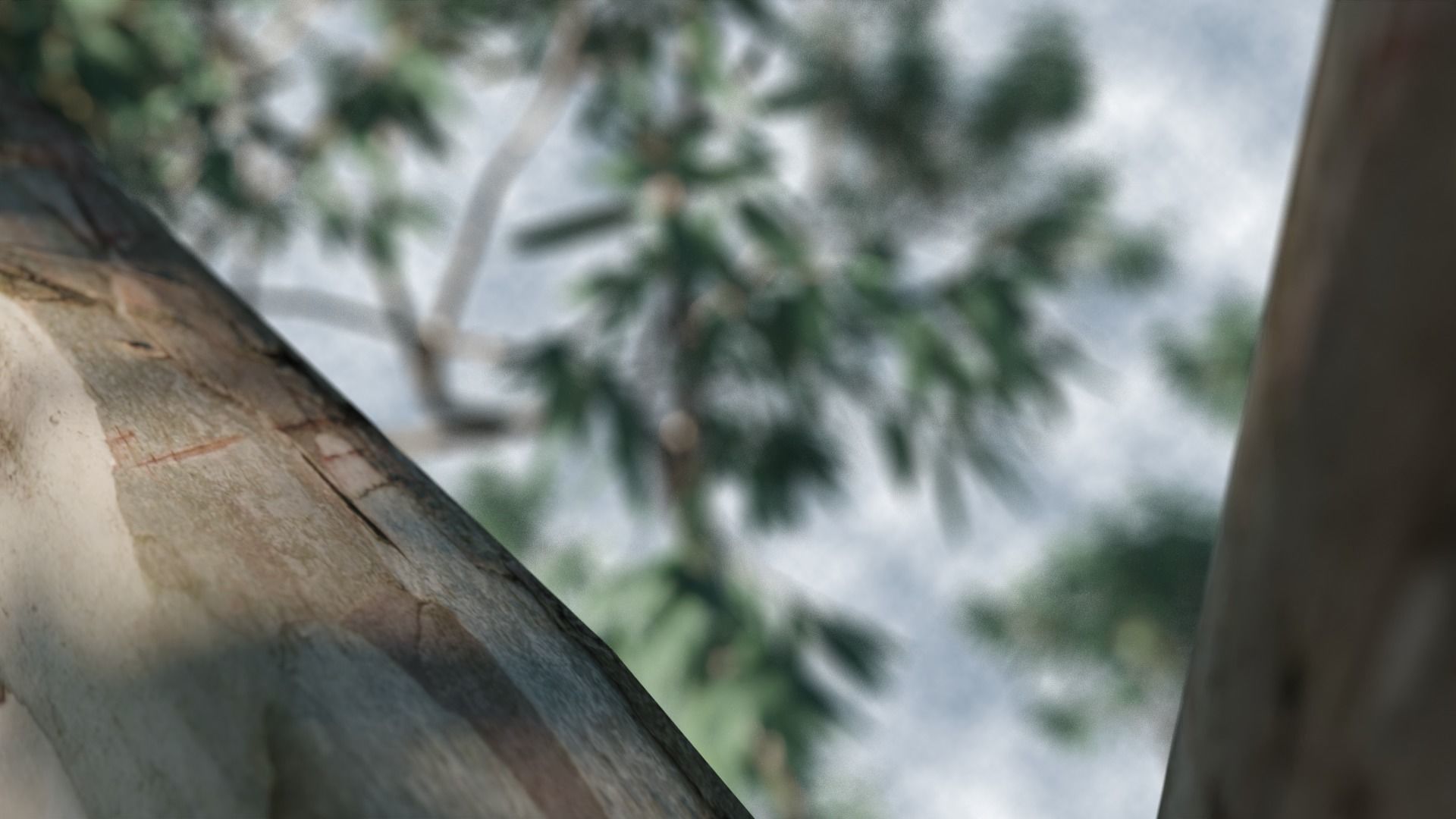 Eucalyptus Willow Trees Low-poly 3D model_7