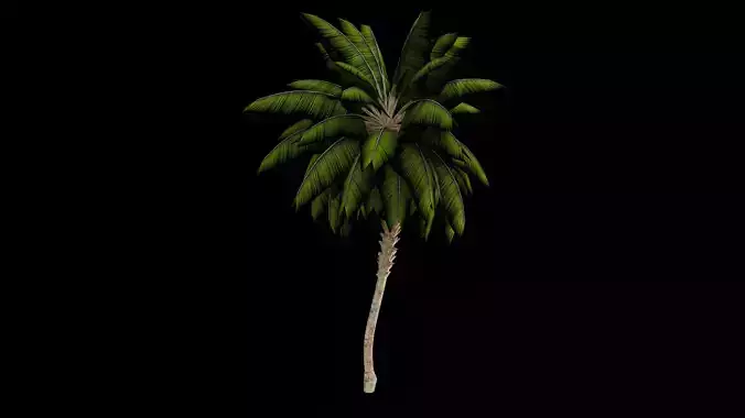 Palm tree