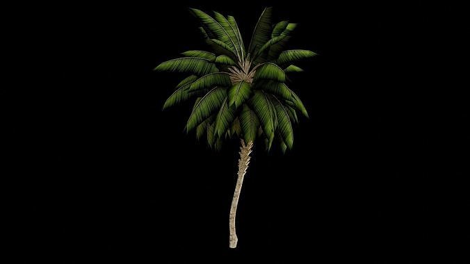 Palm tree Free low-poly 3D model