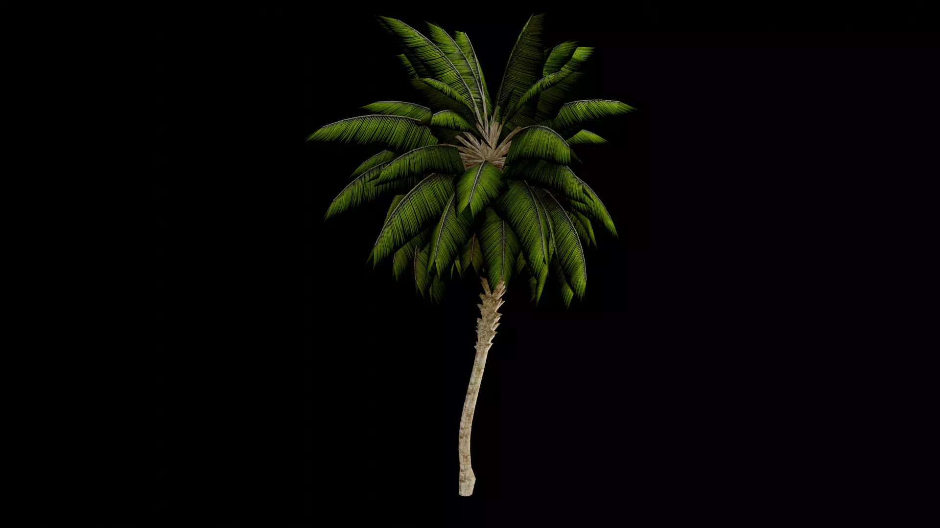 Palm tree Free low-poly 3D model