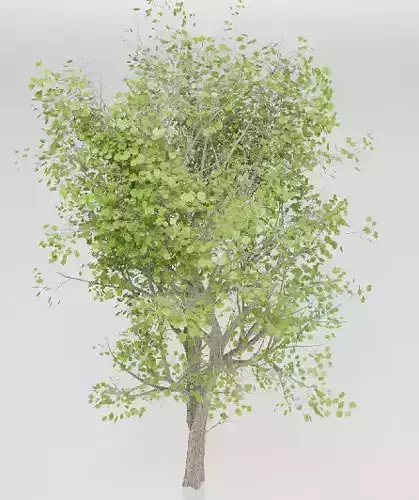 3D tree models
