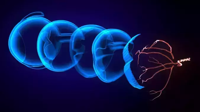 3d human eye anatomy system 3D model