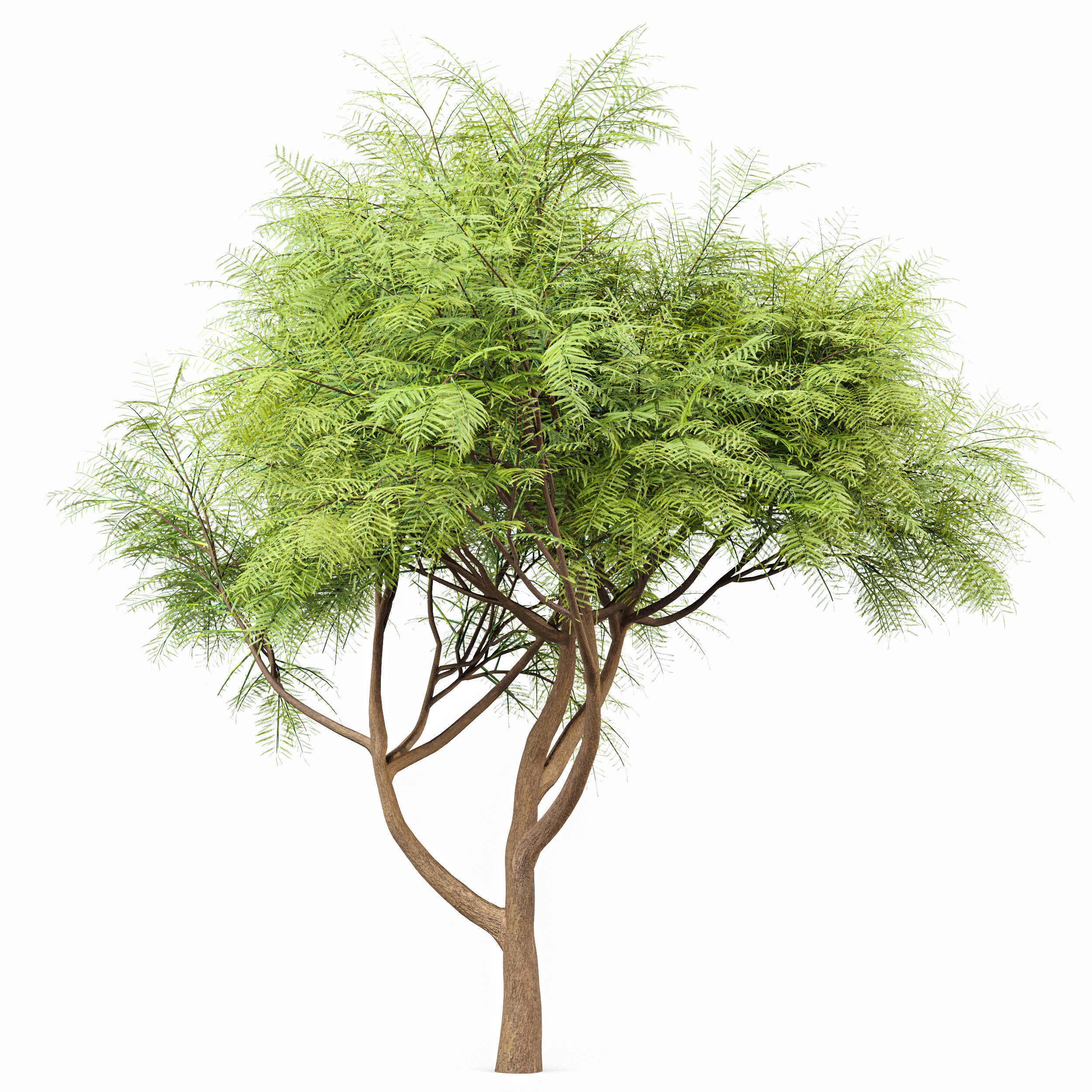 Velvet Mesquite 2Trees 3D model_2