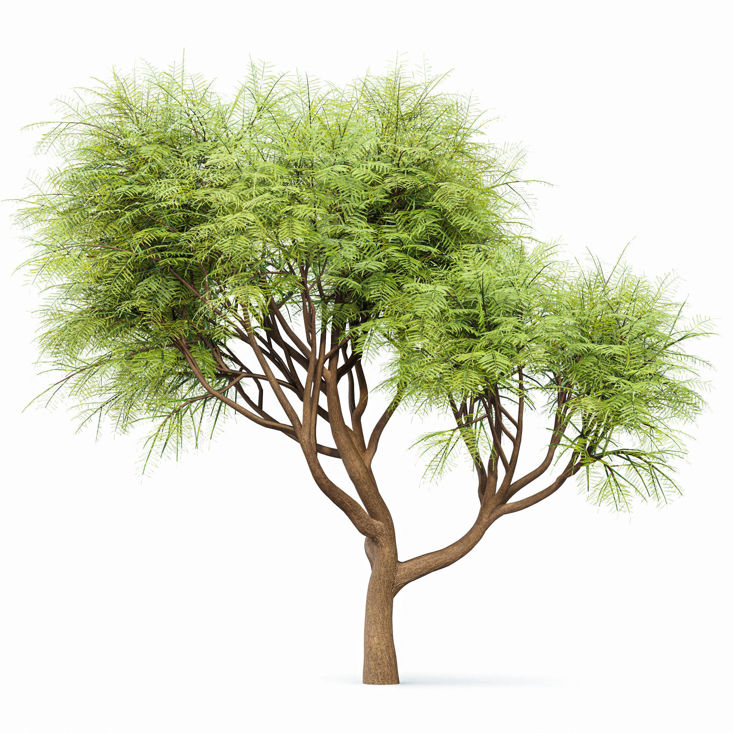 Velvet Mesquite 2Trees 3D model_1