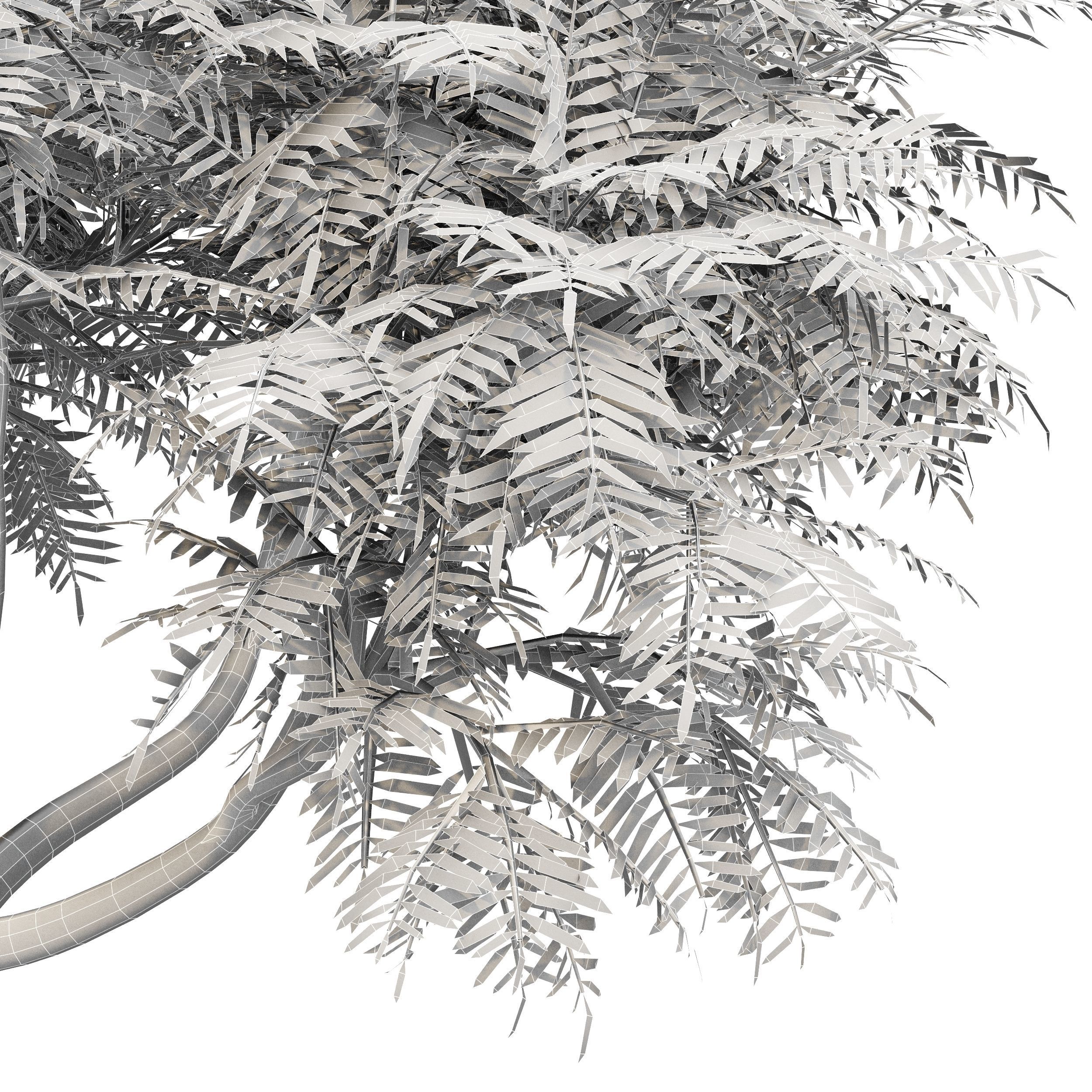 Velvet Mesquite 2Trees 3D model_3