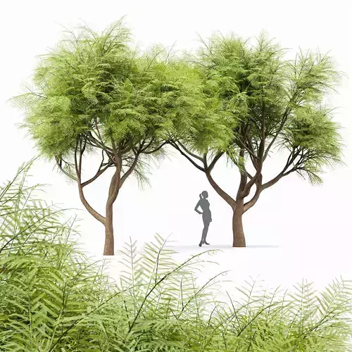 Velvet Mesquite 2Trees 3D model